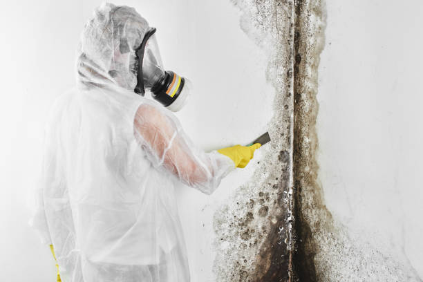 Attic Mold Removal in Clarkson Valley, MO