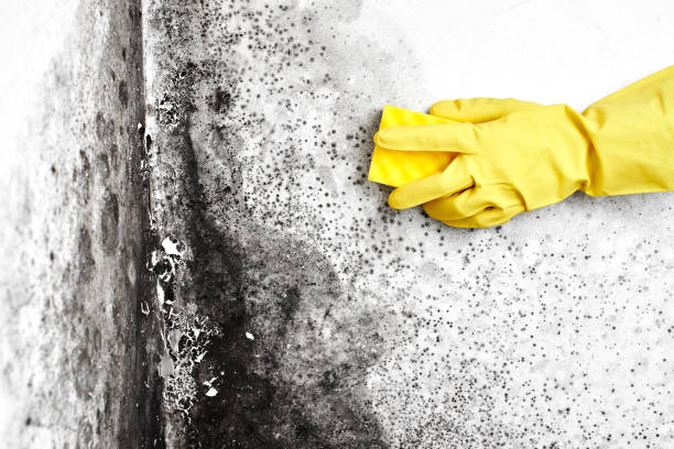 Best Residential Mold Removal  in Clarkson Valley, MO