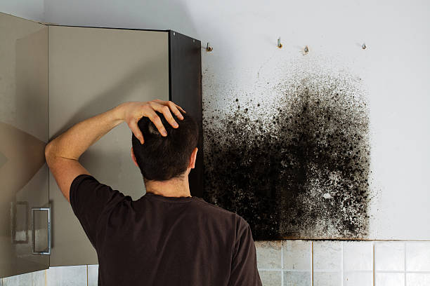 Best Commercial Mold Removal  in Clarkson Valley, MO