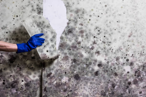 Trusted Clarkson Valley, MO Mold Removal Experts