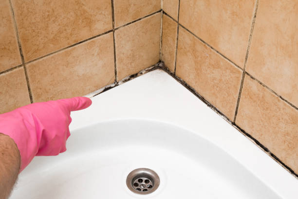 Certified Mold Removal in Clarkson Valley, MO